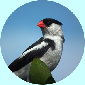 activities-birding