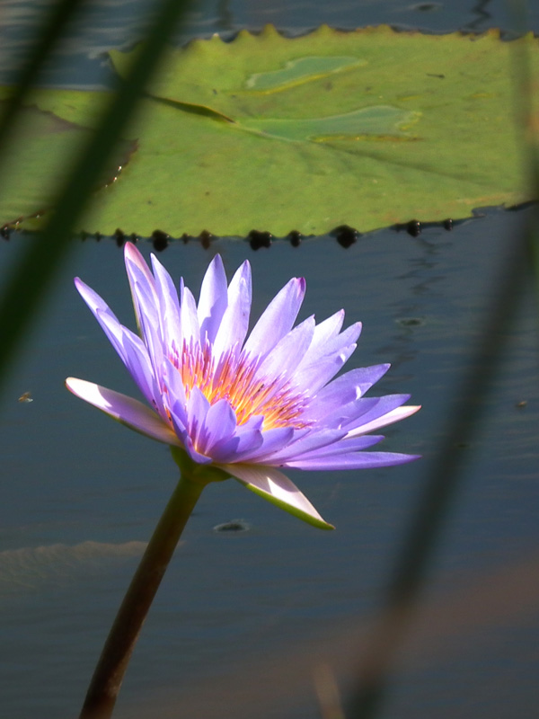 lotus