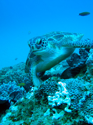 turtle